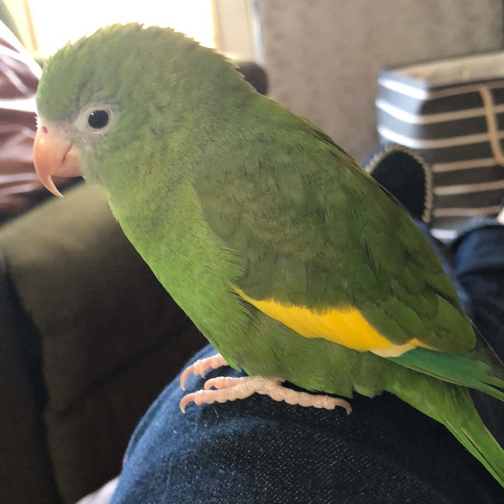 New Posh Blouse & Lip Gloss and my 🦜